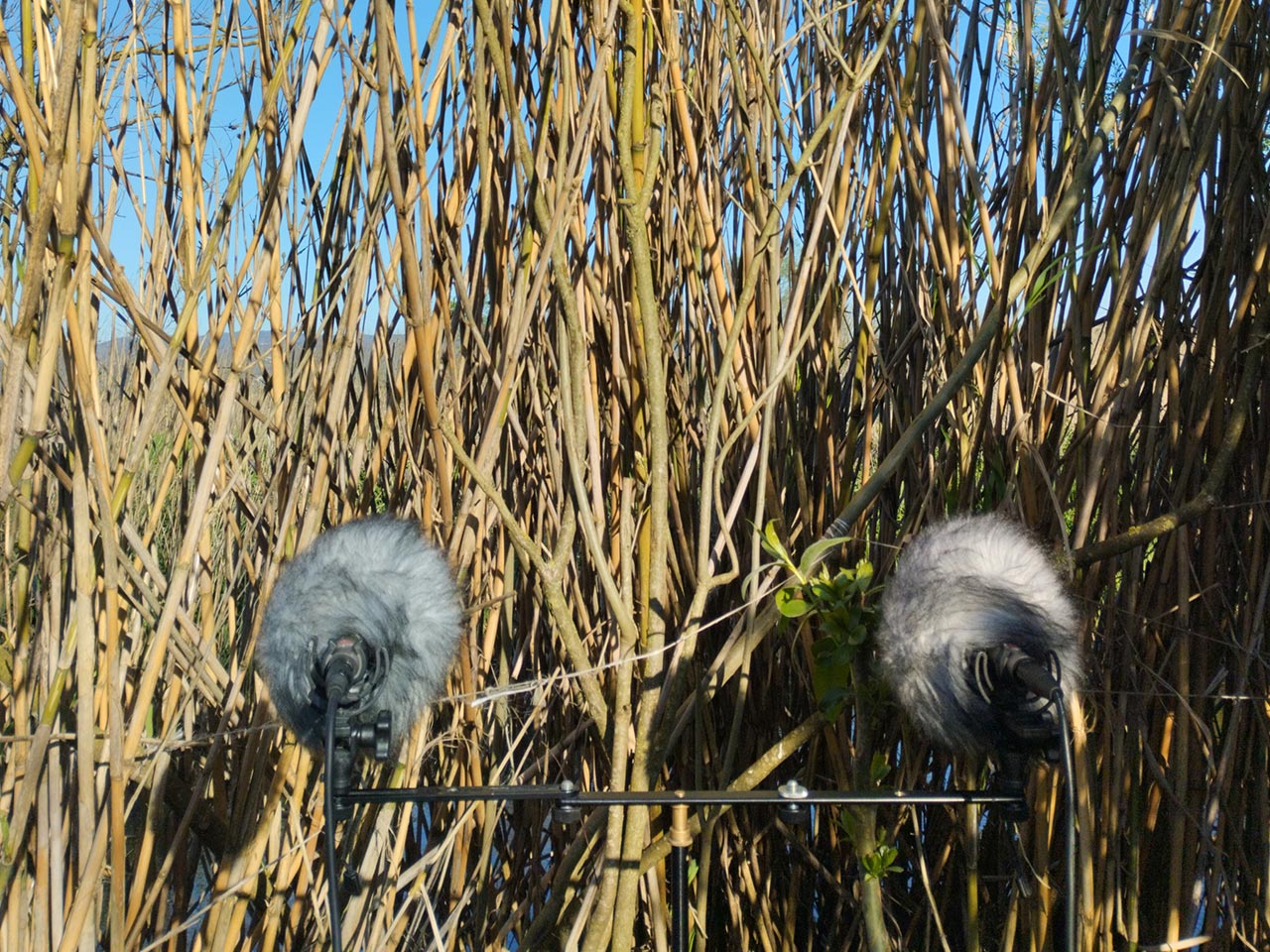 rami-ora-2025_field-studies_1