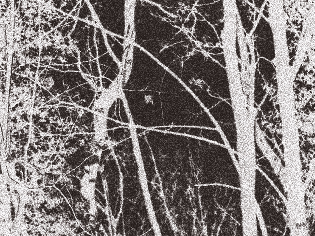 rami-ora-2025_notte-nel-bosco_1